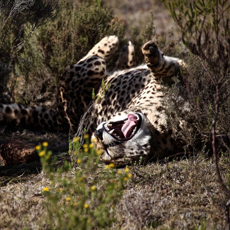 2. TOP de TOP : Animaux sauvages mis en carré (CCC)