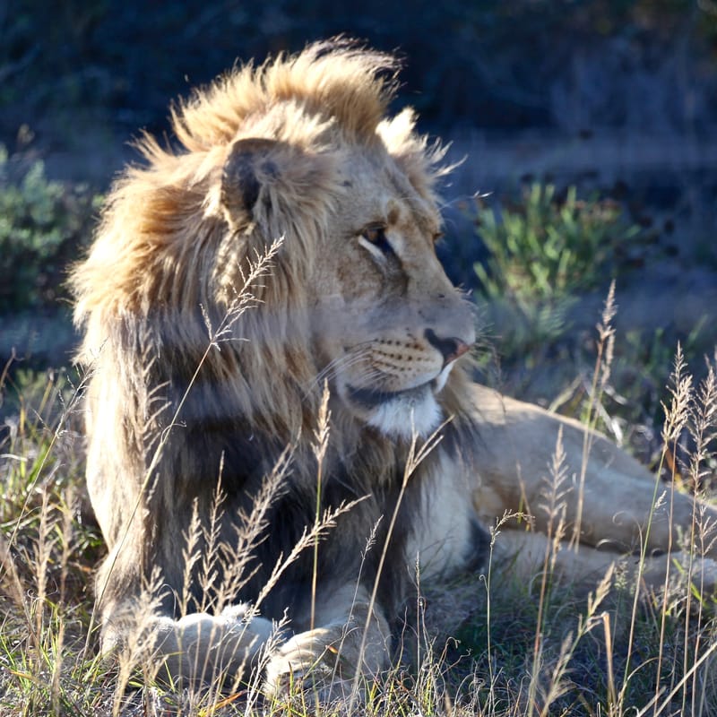 2. TOP de TOP : Animaux sauvages mis en carré (CCC)