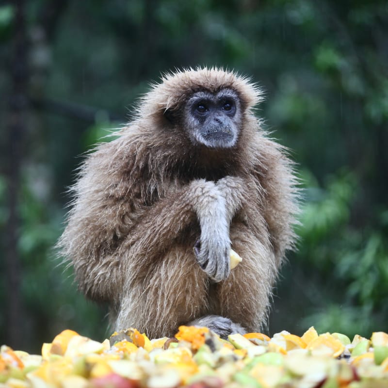 2. TOP de TOP : Animaux sauvages mis en carré (CCC)