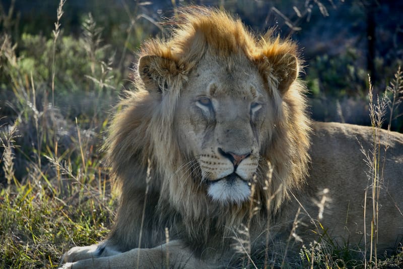 3. TOP de TOP : Animaux, paysages RN du Gwondana (HRZ)