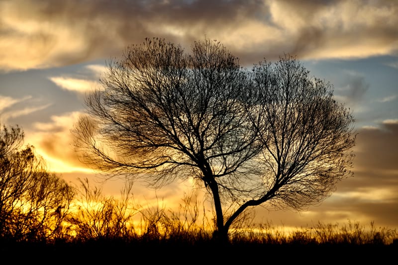 3. TOP de TOP : Animaux, paysages RN du Gwondana (HRZ)