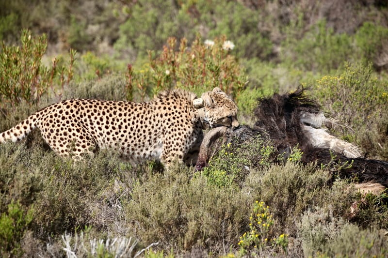 3. TOP de TOP : Animaux, paysages RN du Gwondana (HRZ)