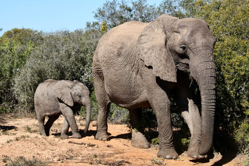 3. TOP de TOP : Animaux, paysages RN du Gwondana (HRZ)