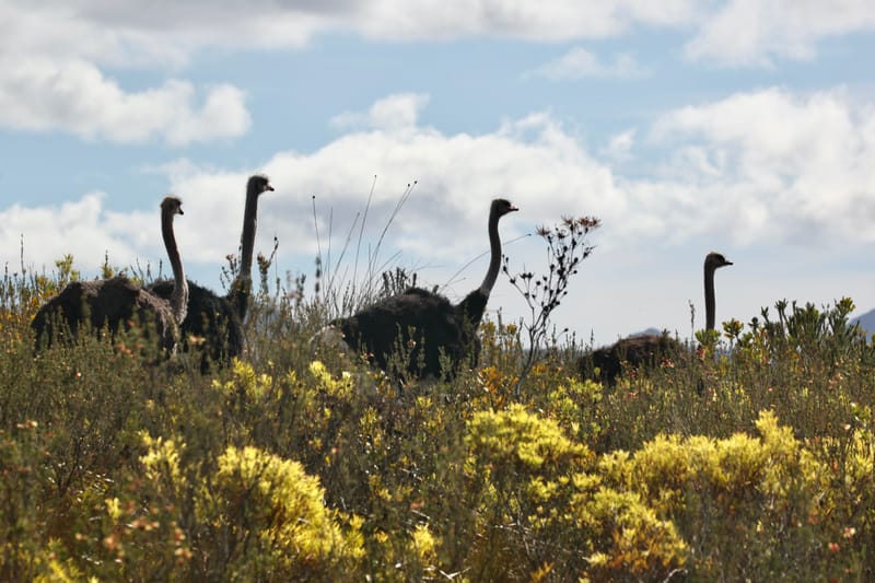 3. TOP de TOP : Animaux, paysages RN du Gwondana (HRZ)