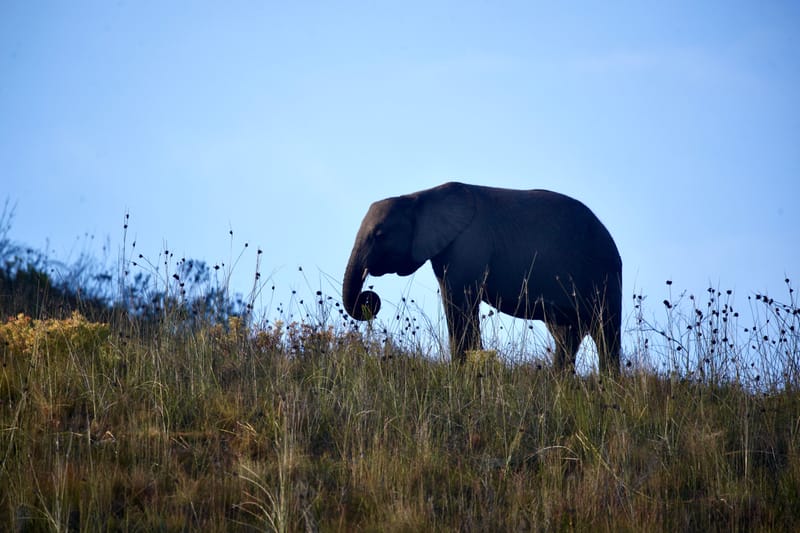 3. TOP de TOP : Animaux, paysages RN du Gwondana (HRZ)