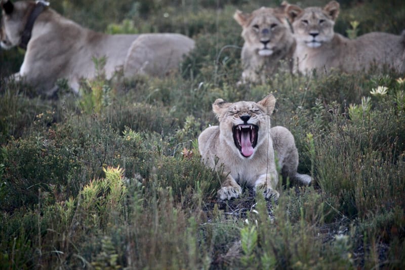 3. TOP de TOP : Animaux, paysages RN du Gwondana (HRZ)