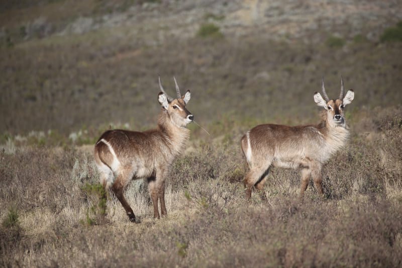 3. TOP de TOP : Animaux, paysages RN du Gwondana (HRZ)