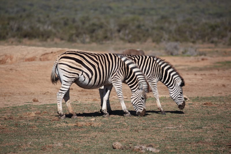 3. TOP de TOP : Animaux, paysages RN du Gwondana (HRZ)