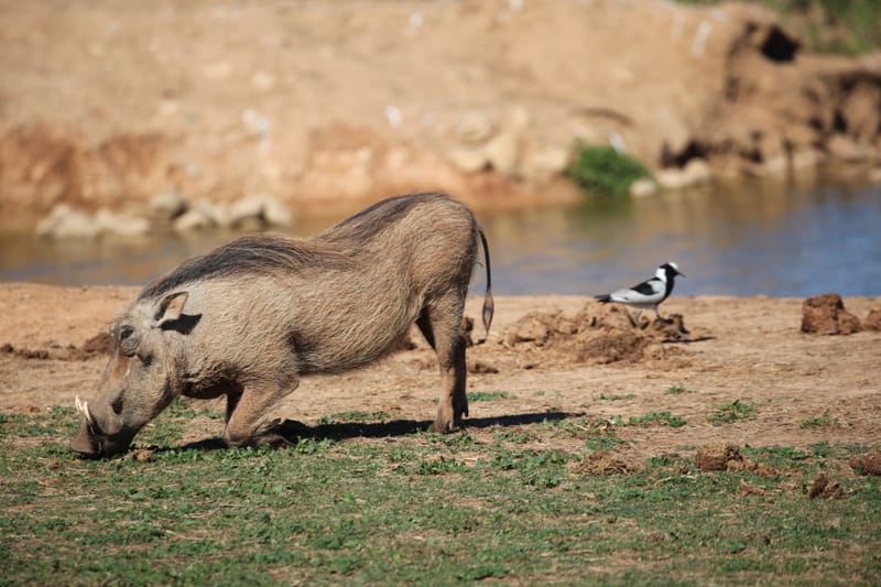 3. TOP de TOP : Animaux, paysages RN du Gwondana (HRZ)