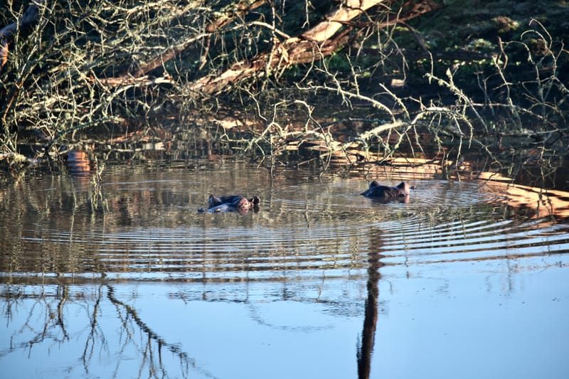 3. TOP de TOP : Animaux, paysages RN du Gwondana (HRZ)