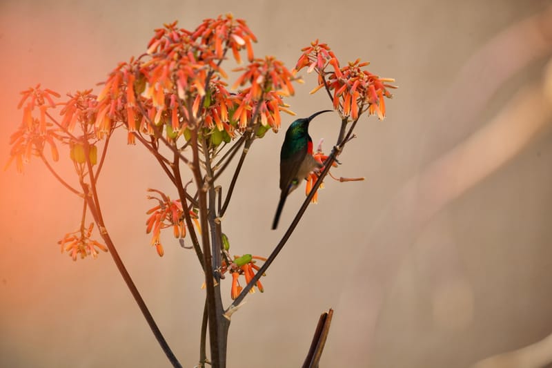 3. TOP de TOP : Animaux, paysages RN du Gwondana (HRZ)
