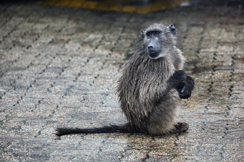 3. TOP de TOP : Animaux, paysages RN du Gwondana (HRZ)