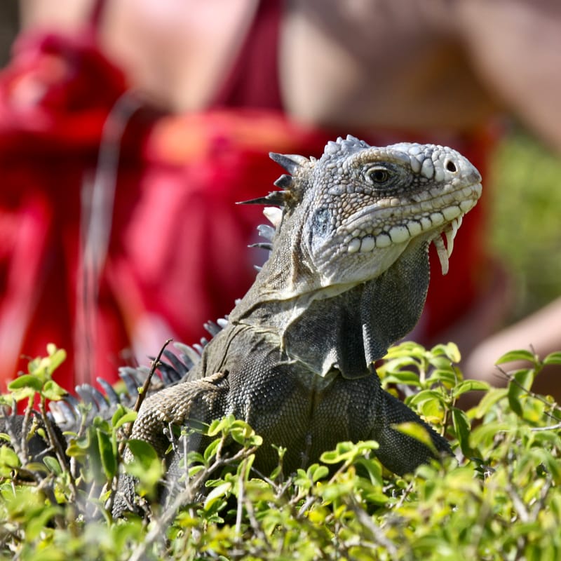 4. TOP de TOP : Animaux insolites têtes au carré