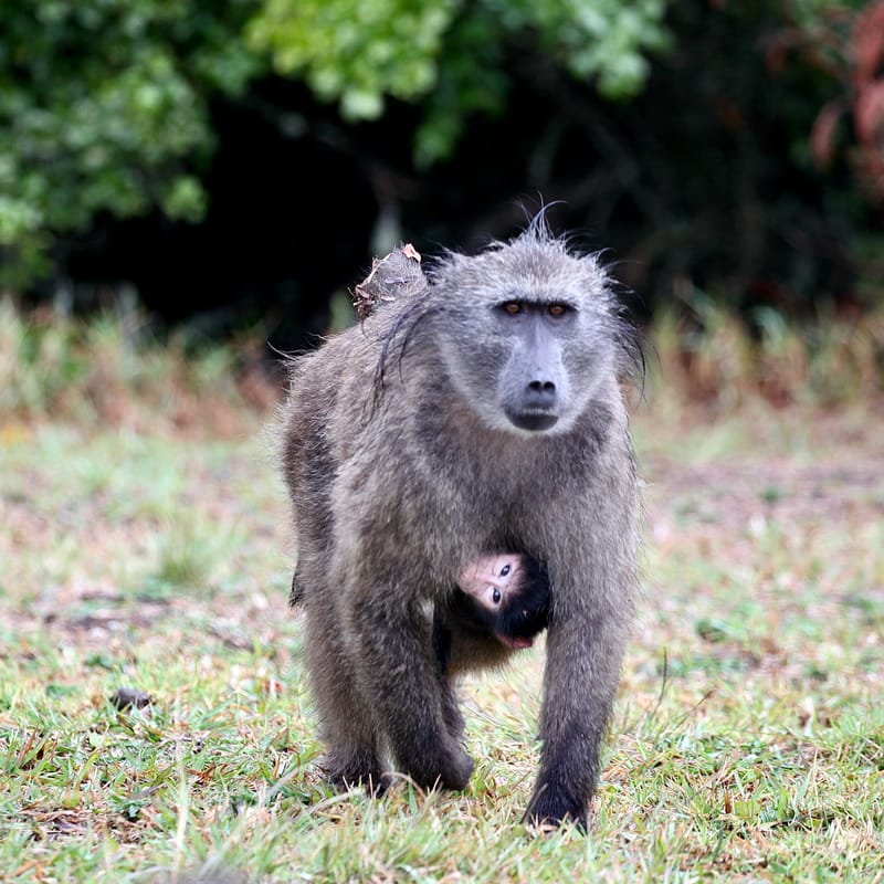 4. TOP de TOP : Animaux insolites têtes au carré