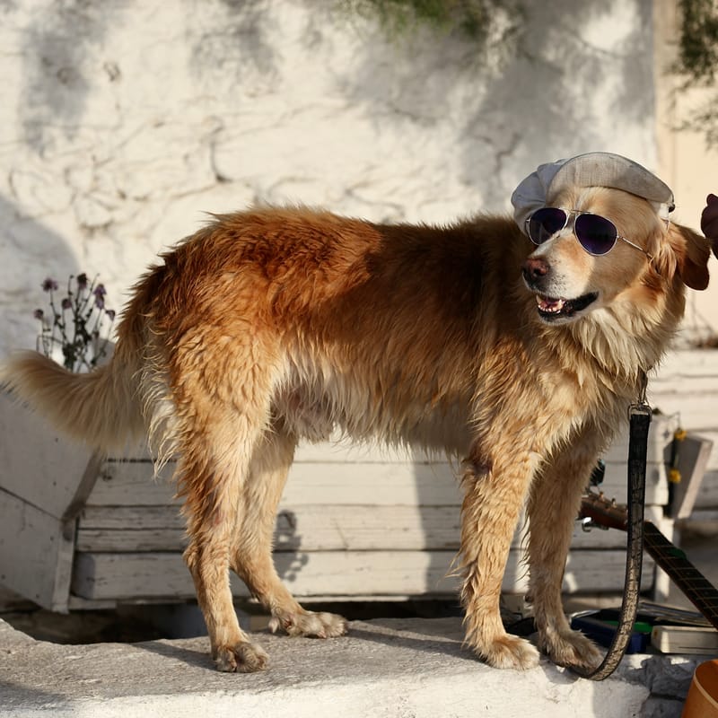 4. TOP de TOP : Animaux insolites têtes au carré