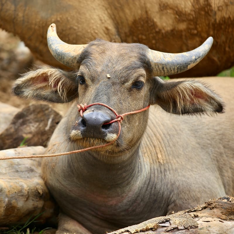 4. TOP de TOP : Animaux insolites têtes au carré