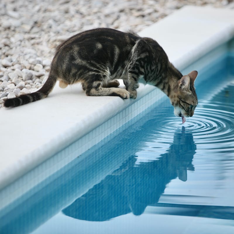 4. TOP de TOP : Animaux insolites têtes au carré