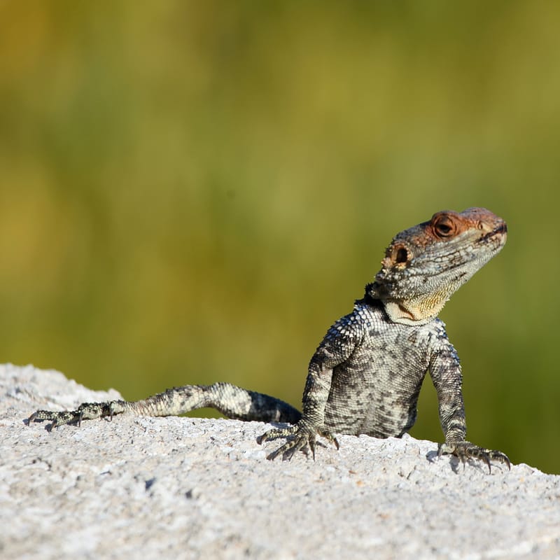 4. TOP de TOP : Animaux insolites têtes au carré