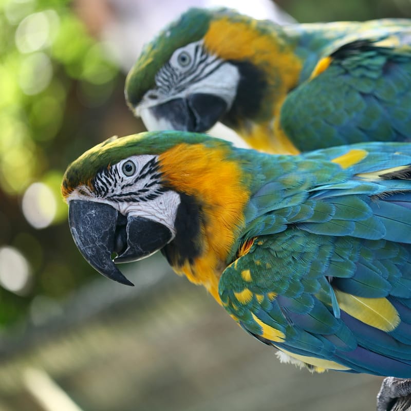 4. TOP de TOP : Animaux insolites têtes au carré