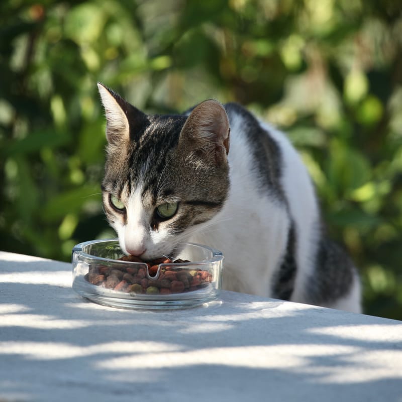 4. TOP de TOP : Animaux insolites têtes au carré