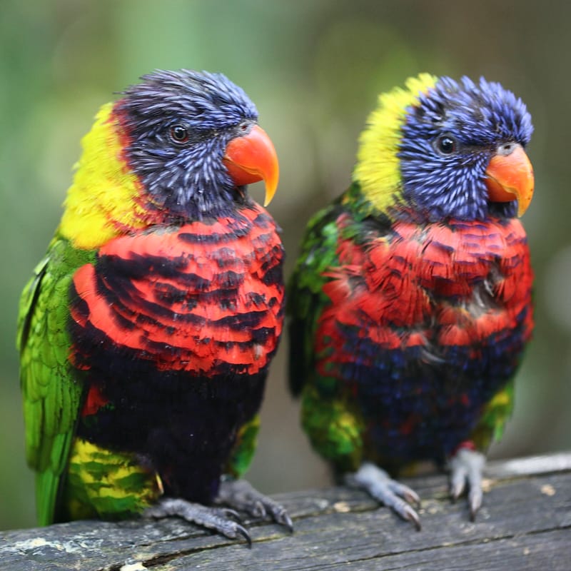 4. TOP de TOP : Animaux insolites têtes au carré