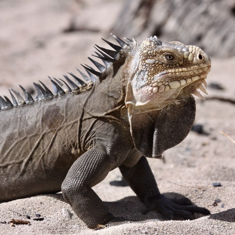 4. TOP de TOP : Animaux insolites têtes au carré