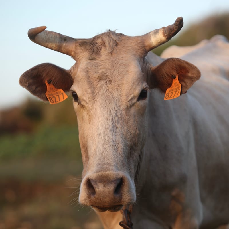 4. TOP de TOP : Animaux insolites têtes au carré