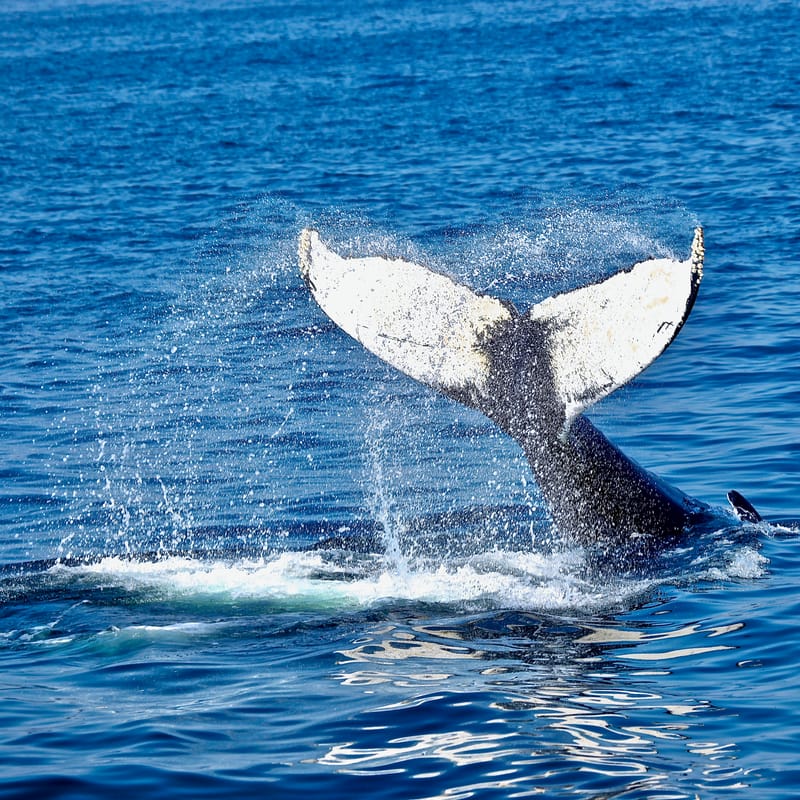 4. TOP de TOP : Animaux insolites têtes au carré