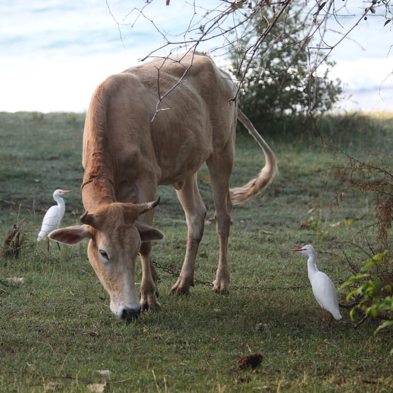 4. TOP de TOP : Animaux insolites têtes au carré