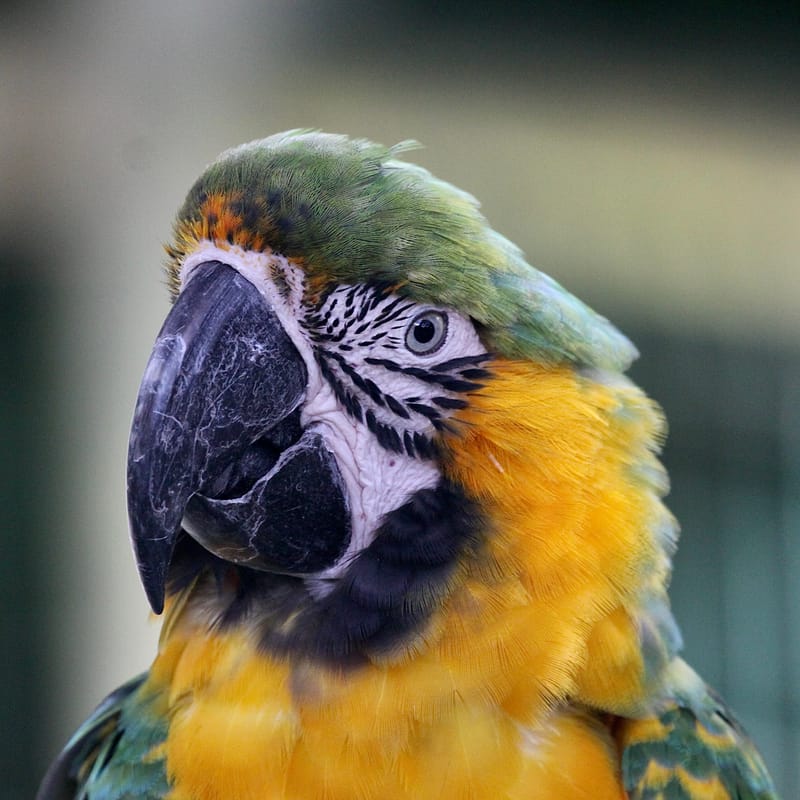 4. TOP de TOP : Animaux insolites têtes au carré