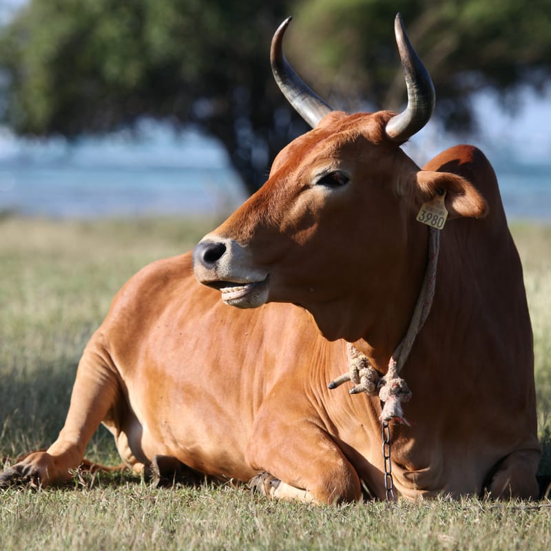 4. TOP de TOP : Animaux insolites têtes au carré
