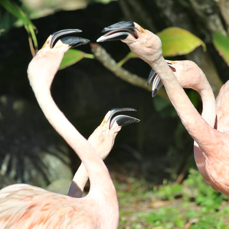 4. TOP de TOP : Animaux insolites têtes au carré
