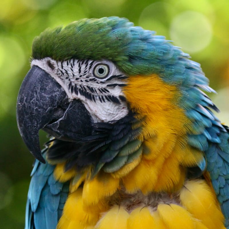 4. TOP de TOP : Animaux insolites têtes au carré