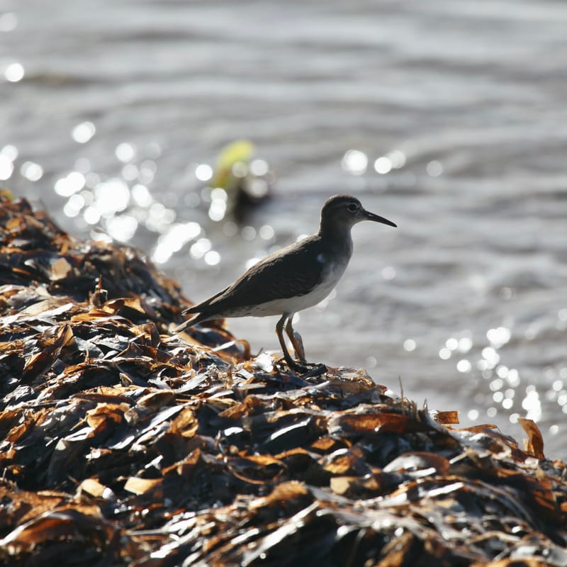 4. TOP de TOP : Animaux insolites têtes au carré