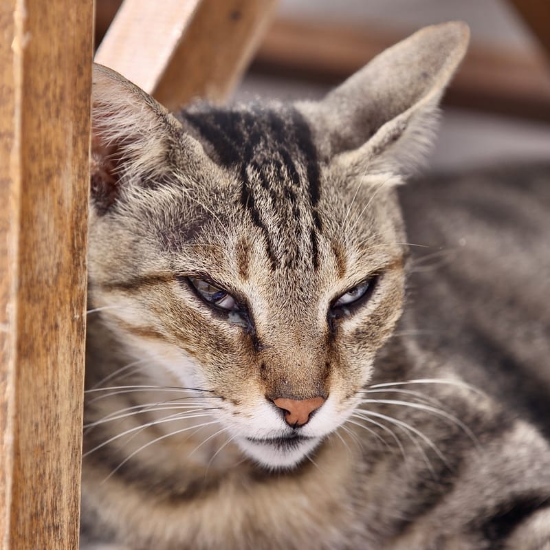 4. TOP de TOP : Animaux insolites têtes au carré
