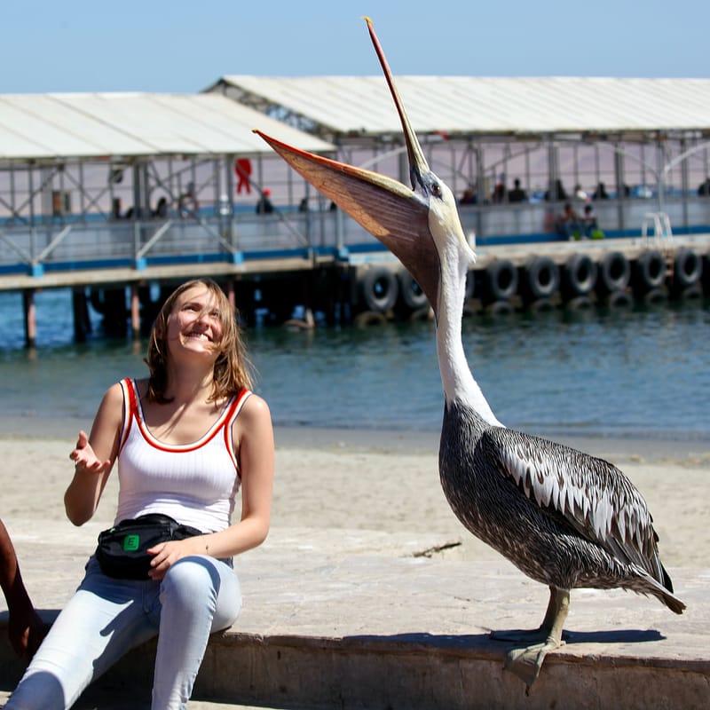 4. TOP de TOP : Animaux insolites têtes au carré