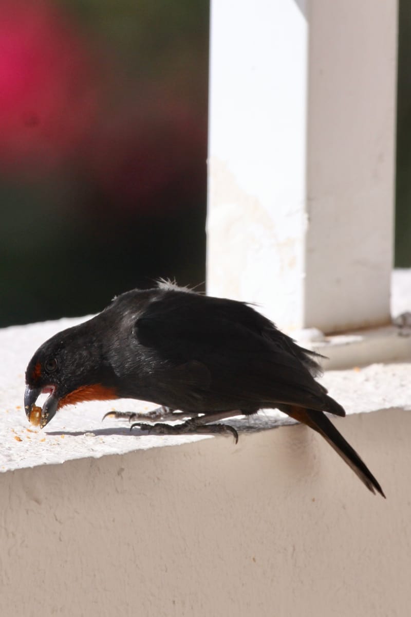 5. TOP de TOP : Animaux insolites mis à la verticale