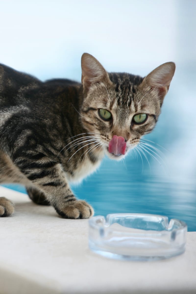 5. TOP de TOP : Animaux insolites mis à la verticale