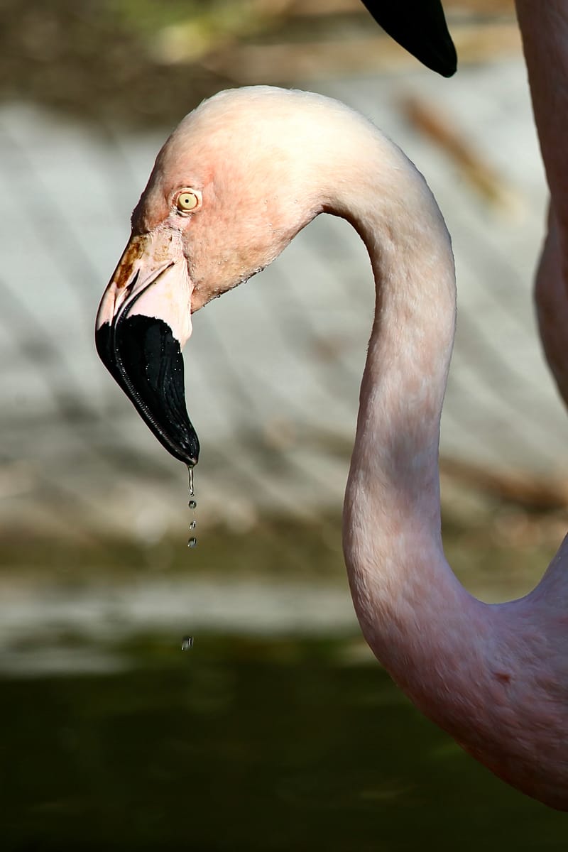 5. TOP de TOP : Animaux insolites mis à la verticale