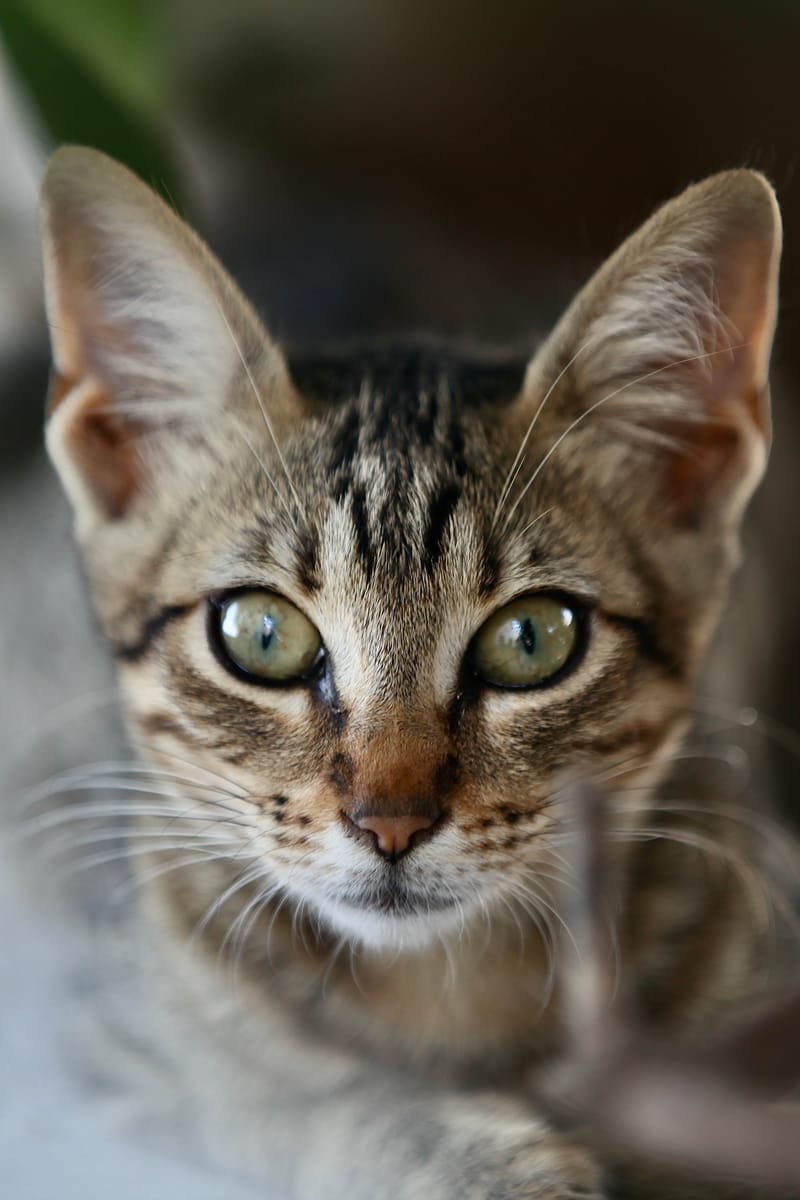 5. TOP de TOP : Animaux insolites mis à la verticale