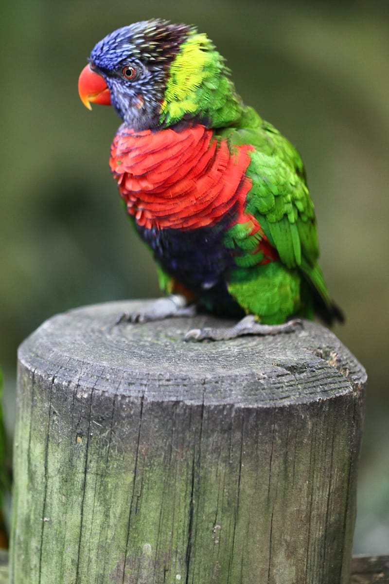 5. TOP de TOP : Animaux insolites mis à la verticale