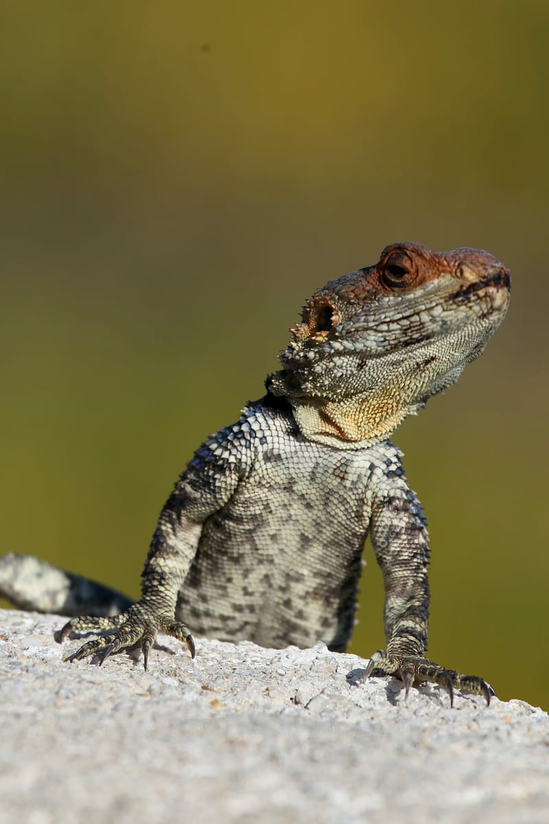 5. TOP de TOP : Animaux insolites mis à la verticale