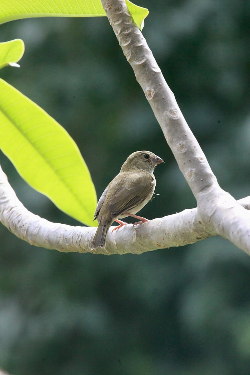 5. TOP de TOP : Animaux insolites mis à la verticale
