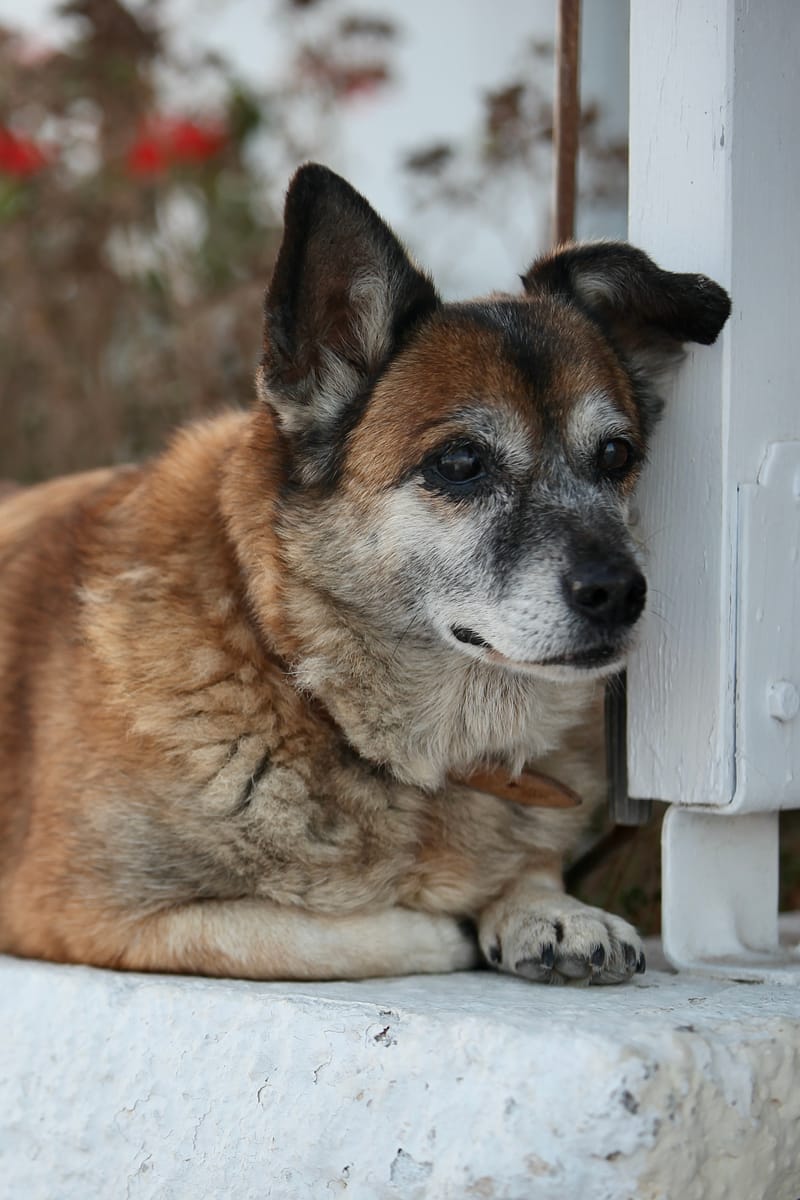 5. TOP de TOP : Animaux insolites mis à la verticale