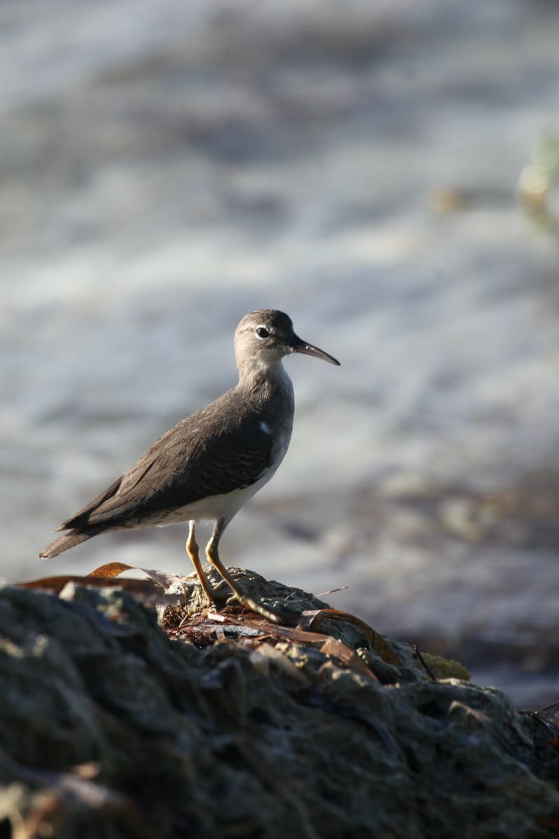 5. TOP de TOP : Animaux insolites mis à la verticale