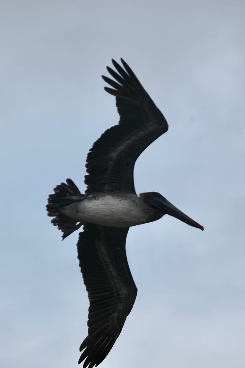 5. TOP de TOP : Animaux insolites mis à la verticale