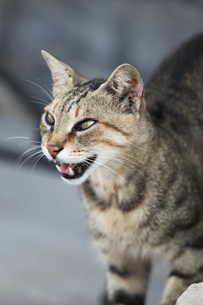 5. TOP de TOP : Animaux insolites mis à la verticale