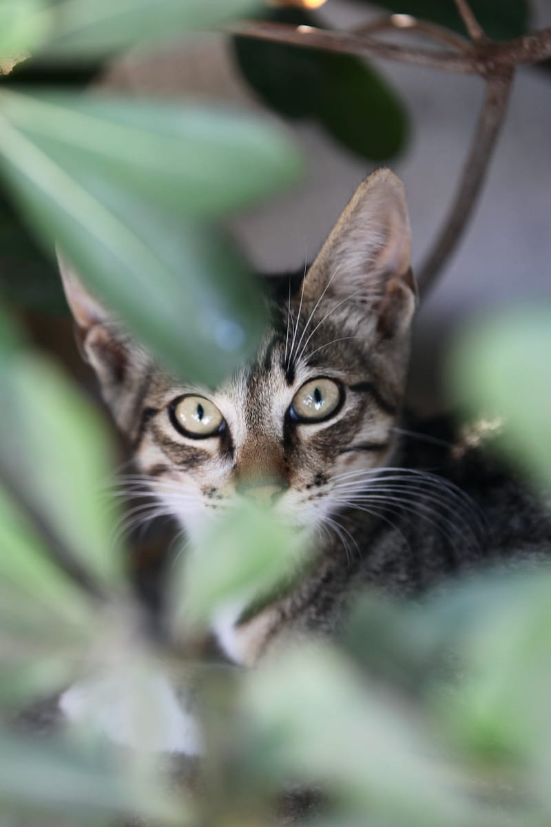 5. TOP de TOP : Animaux insolites mis à la verticale