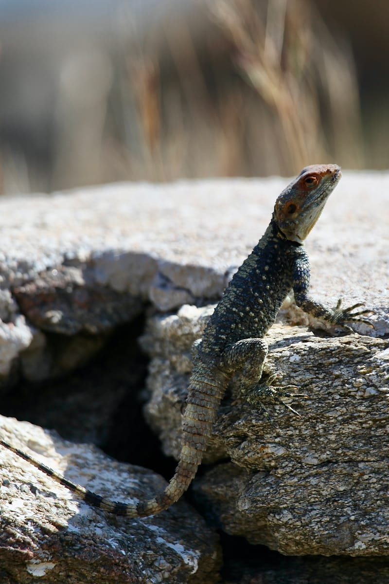5. TOP de TOP : Animaux insolites mis à la verticale