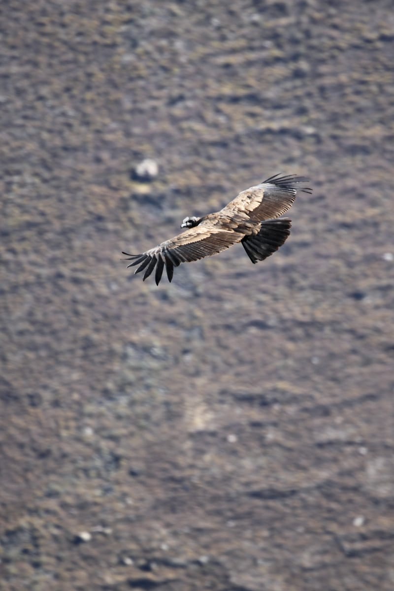 5. TOP de TOP : Animaux insolites mis à la verticale